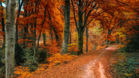 Enjoy Autumn Leaves: Drives and Walks on Long Island | Laffey Real Estate